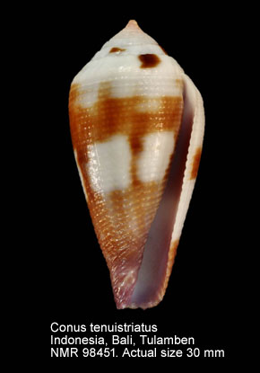 Conus tenuistriatus (13).jpg - Conus tenuistriatus G.B.Sowerby,1858